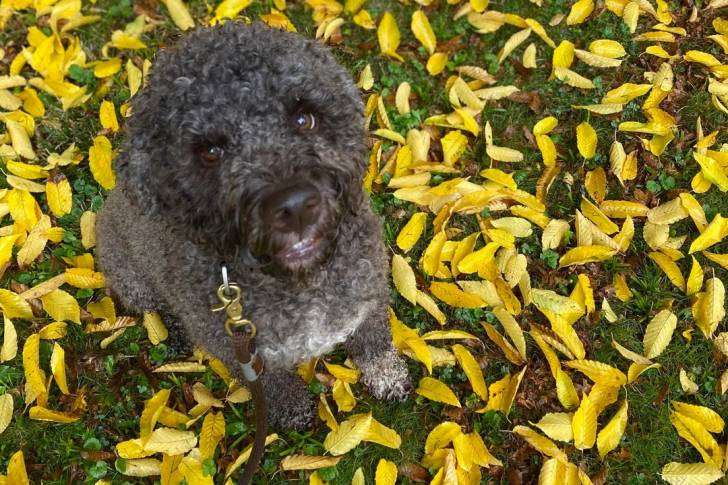 Un Lagotto Romagnolo assis et tenu en laisse