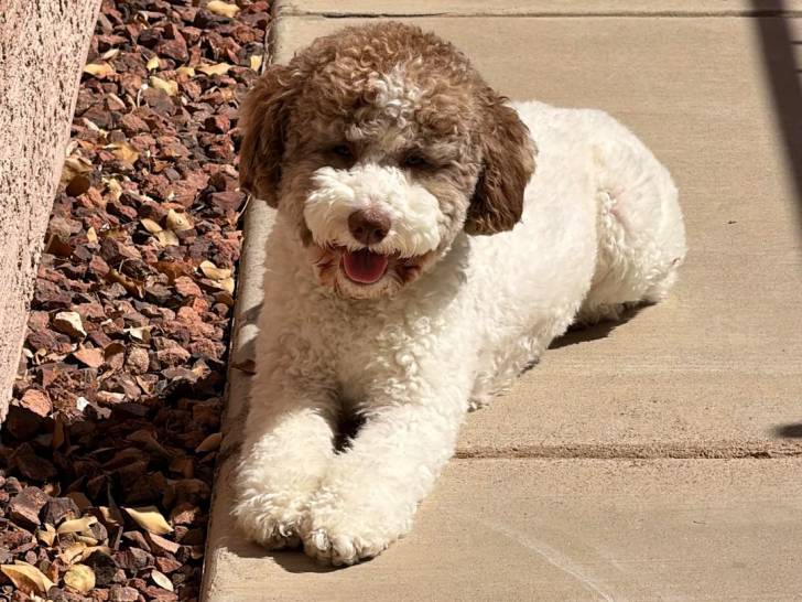 Un Lagotto Romagnolo allongé et ayant la gueule légèrement ouverte