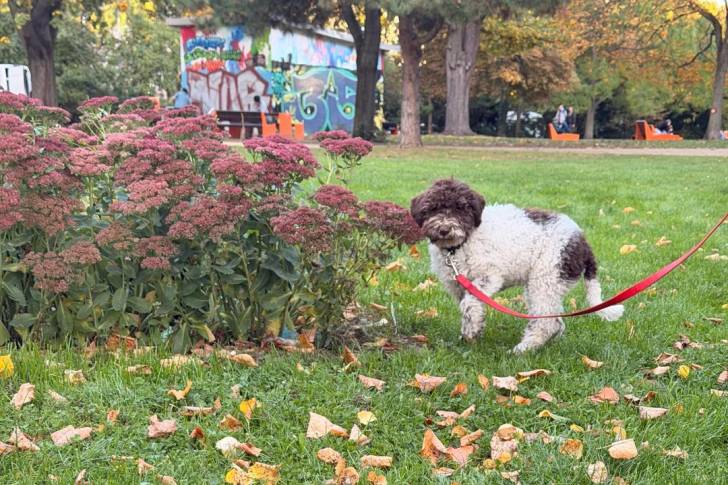 Un Lagotto Romagnolo sur un terrain herbeux et tenu en laisse