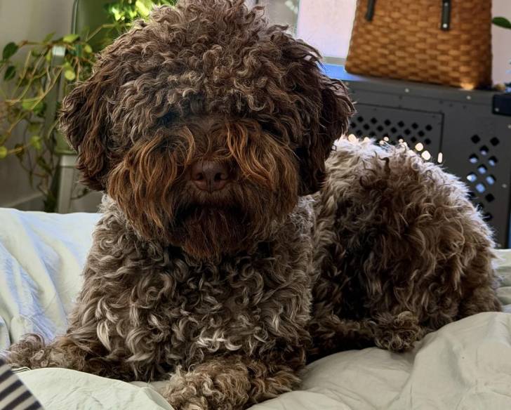 Un Lagotto Romagnolo allongé sur un drap et regardant vers la caméra