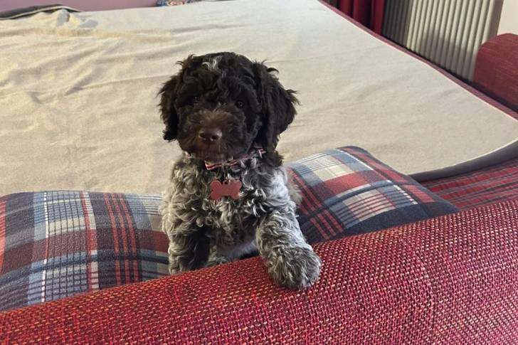 Un Lagotto Romagnolo sur un coussin et portant un collier autour du cou
