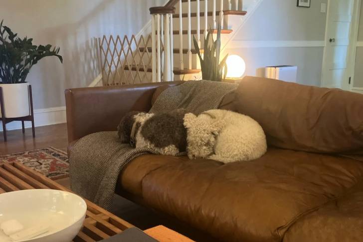 Deux Lagotto Romagnolo allongés sur un canapé
