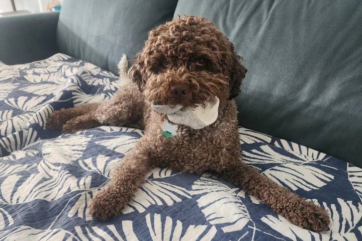 Un Lagotto Romagnolo allongé sur un canapé