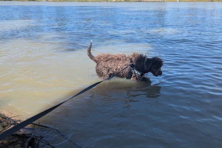 Un Lagotto Romagnolo marchant dans l'eau et tenu en laisse