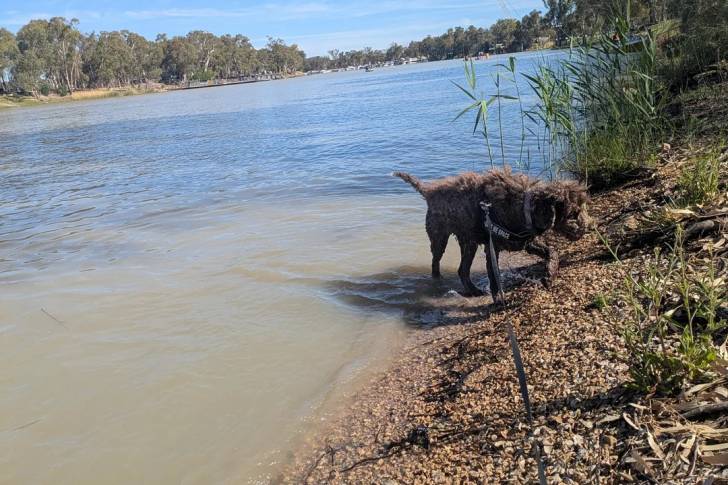 Un Lagotto Romagnolo marchant et tenu en laisse