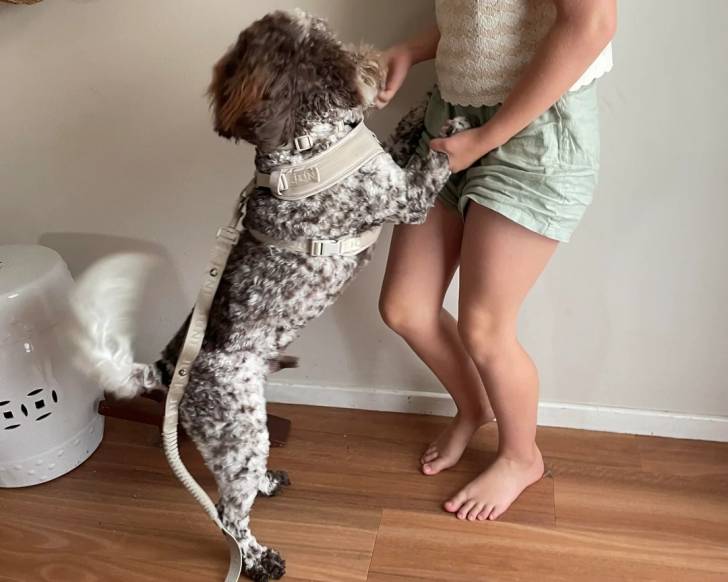 Un Lagotto Romagnolo semblant jouer avec une personne 