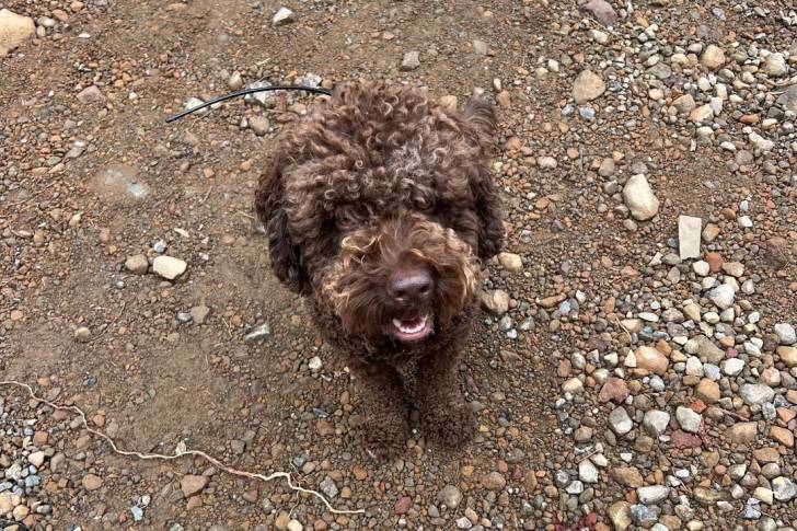 Un Lagotto Romagnolo assis et ayant la gueule légèrement ouverte