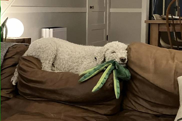 Un Lagotto Romagnolo allongé sur un canapé