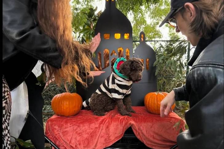 Un Lagotto Romagnolo assis et portant un pull-over pour chien