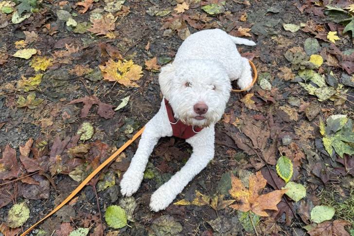 Un Lagotto Romagnolo allongé sur un sol jonchés de feuilles mortes portant un harnais et tenu en laisse