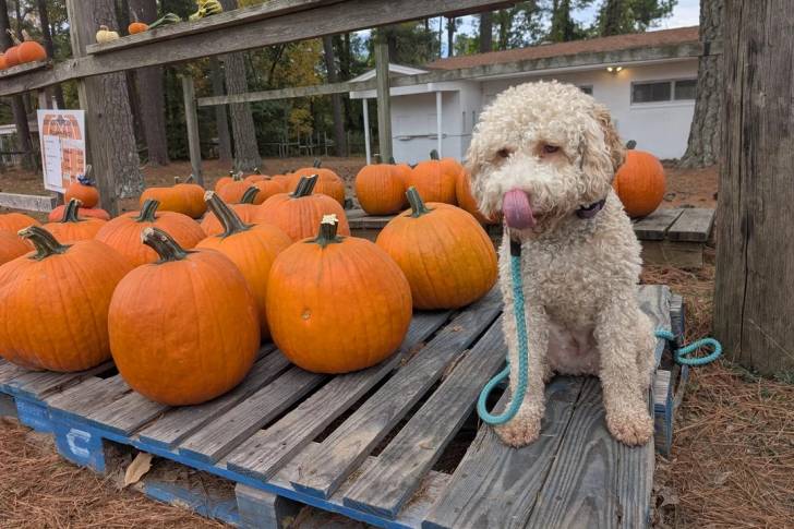 Un Lagotto Romagnolo assis sur un plancher en bois et tenu en laisse