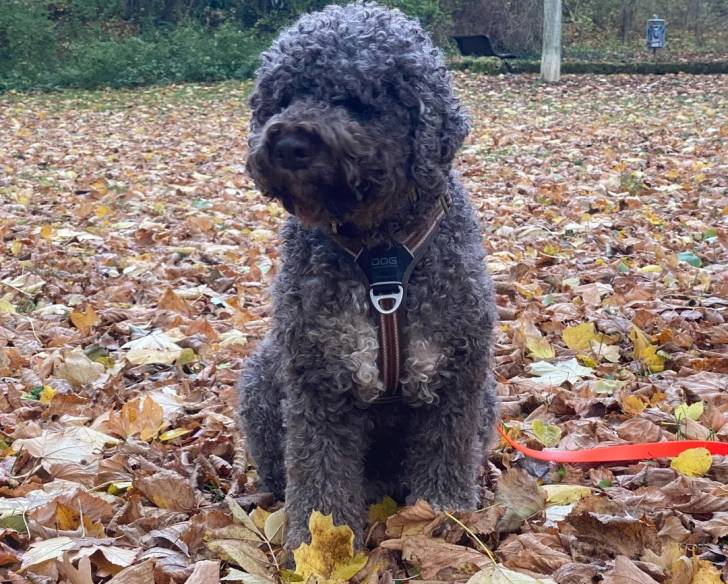Un Lagotto Romagnolo assis sur un sol jonchés de feuilles mortes et portant un harnais