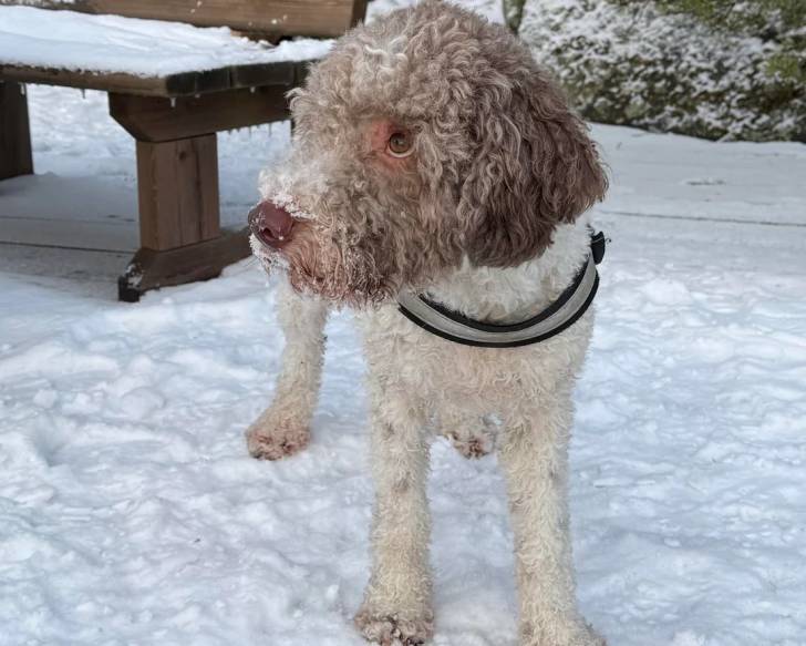 Un Lagotto Romagnolo sur un sol enneigée