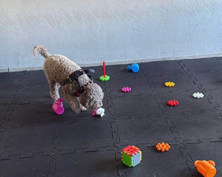 Un Lagotto Romagnolo jouant avec des jouets et portant un harnais