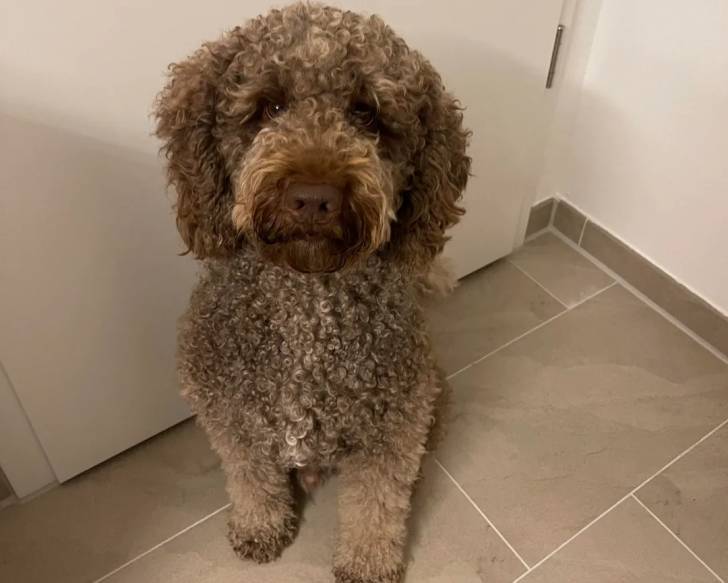 Un Lagotto Romagnolo assis devant une porte