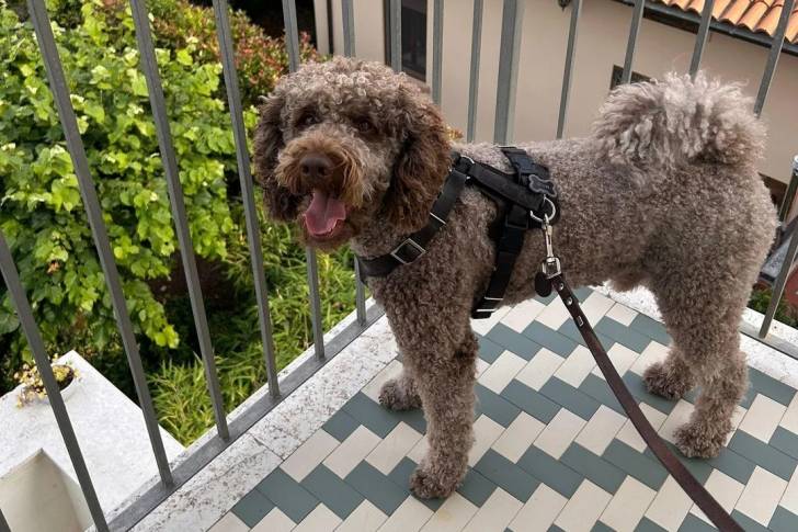 Un Lagotto Romagnolo sur une terrasse et tenu en laisse