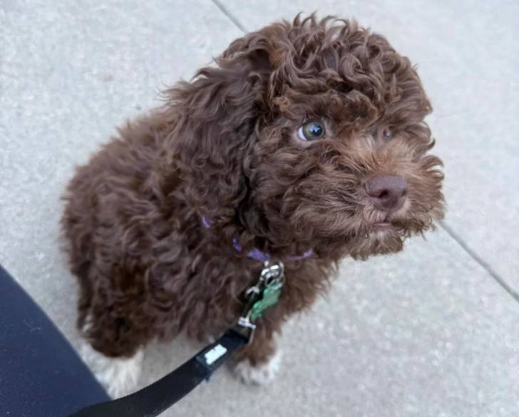 Un Lagotto Romagnolo assis et tenu en laisse