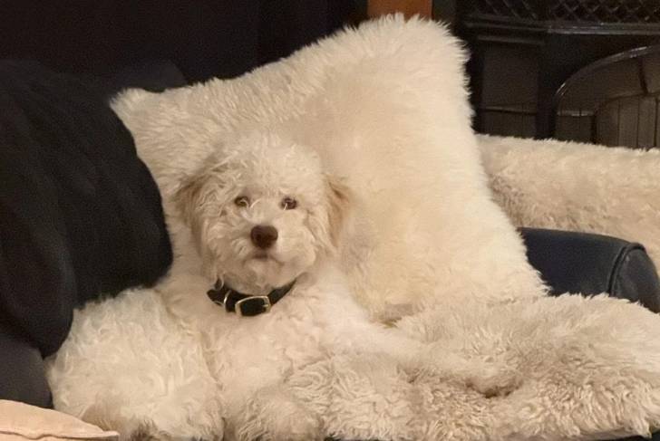 Un Lagotto Romagnolo allongé dans un canapé et portant un collier autour du cou
