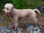 Photo Lagotto Romagnolo