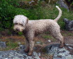 Photo Lagotto Romagnolo