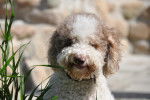 Photo Lagotto Romagnolo