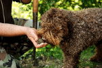 Photo Lagotto Romagnolo