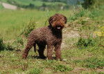 Photo Lagotto Romagnolo