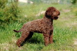 Photo Lagotto Romagnolo