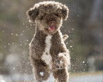 Photo Lagotto Romagnolo