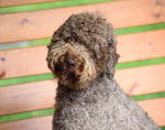 Photo Lagotto Romagnolo