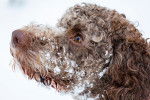 Photo Lagotto Romagnolo