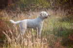 Photo Lagotto Romagnolo
