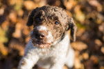 Photo Lagotto Romagnolo