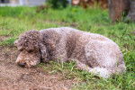 Photo Lagotto Romagnolo
