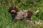 Photo Lagotto Romagnolo