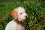 Photo Lagotto Romagnolo