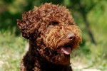 Photo Lagotto Romagnolo