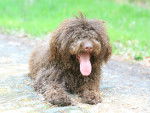 Photo Lagotto Romagnolo