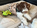 Un Lagotto Romagnolo allongé dans un panier et portant un harnais 