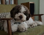 Un Lagotto Romagnolo allongé sur un fauteuil et portant un collier autour du cou