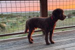 Un Lagotto Romagnolo sur un plancher en bois portant un collier autour du cou