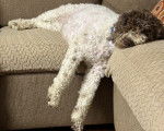 Un Lagotto Romagnolo allongé sur un canapé