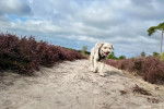 Un Lagotto Romagnolo marchant sur un sentier et portant un harnais