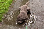 Un Lagotto Romagnolo s'hydratant dans une flaque d'eau et tenu en laisse