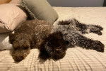 Deux  Lagotto Romagnolo allongés sur un lit