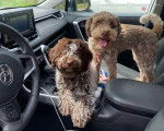 Deux Lagotto Romagnolo dans un véhicule