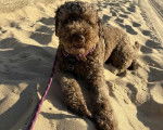 Un Lagotto Romagnolo allongé sur une surface sableuse et tenu en laisse