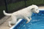 Un Lagotto Romagnolo voulant sauter dans une piscine