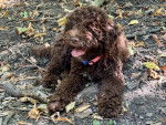 Un Lagotto Romagnolo allongé sur un sol jonchés de feuilles mortes et tirant la langue