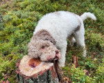 Un Lagotto Romagnolo mordant du bois 